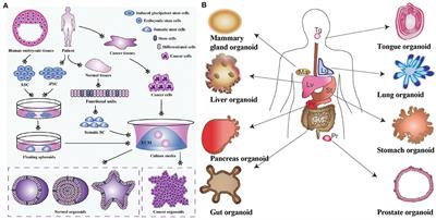 Composite Hydrogels in Three-Dimensional in vitro Models